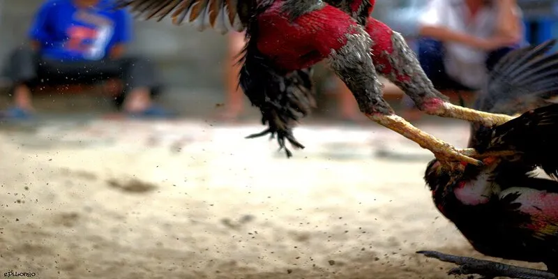 App đá gà trực tiếp – Giải trí kịch tính tại sảnh đá gà Jun88