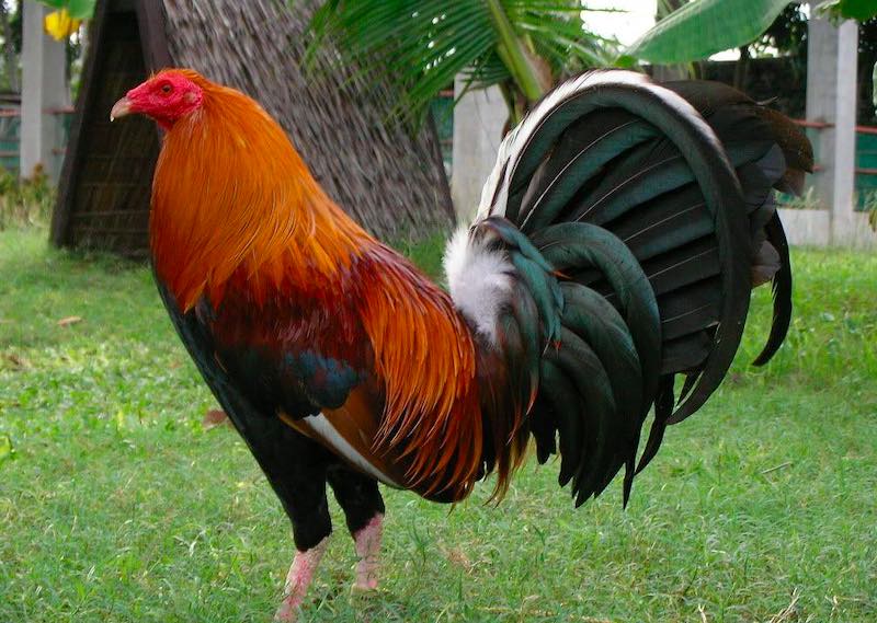 Các dòng gà Mỹ – Tinh hoa chiến kê tốc độ và sức mạnh