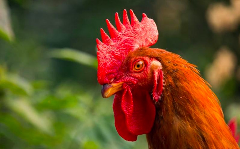 Cách chọn mồng gà đá – Bí quyết nhận diện chiến kê dũng mãnh