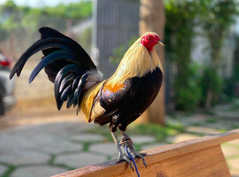 Cách Nuôi Gà Đá Không Bị Hốc – Bí Quyết Chăm Gà Khỏe, Bền Sức