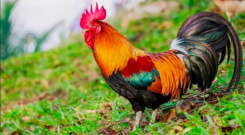 Cách vô mồi cho gà đá – Tìm hiểu quy trình an toàn