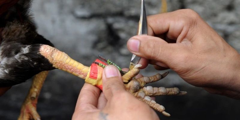 Cựa Gà Đá – Vũ Khí Chí Mạng Trên Sàn Đấu Tại Jun88