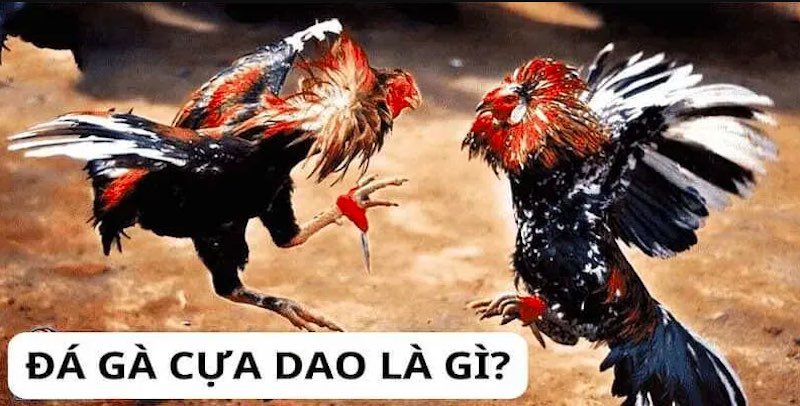 Đá gà Cựa Dao – Tốc độ và chiến thuật trong từng cú ra đòn