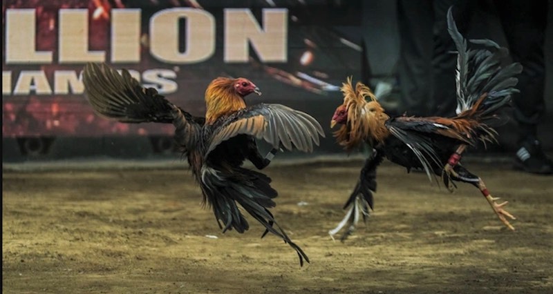 Đá gà Miền Bắc – Tinh hoa truyền thống và kỹ nghệ chiến kê