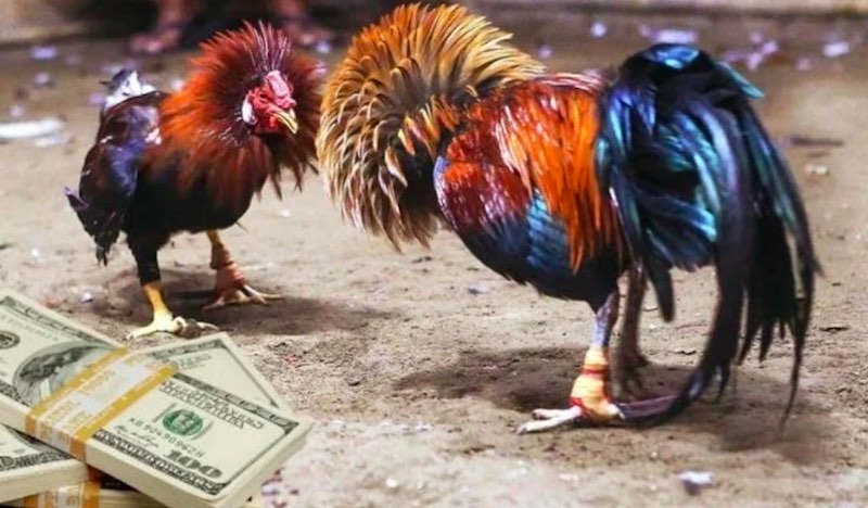 Gà hắc hổ thới – Dòng chiến kê hiếm có trong giới đá gà