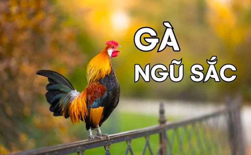 Gà Ngũ Sắc – Giống gà đẹp và may mắn bậc nhất trong giới chơi gà