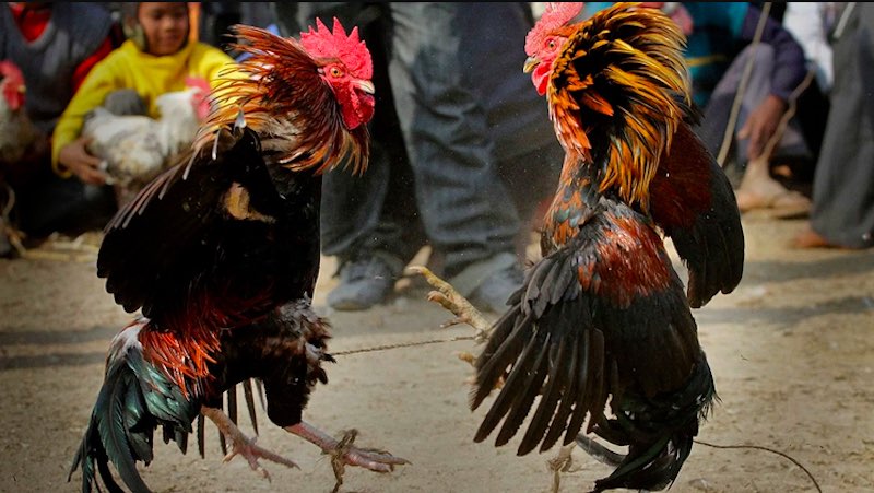 Gà tre đá – Chiến kê nhỏ nhưng mạnh mẽ