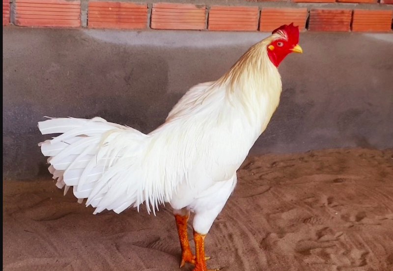 Gà Úa – Dòng Chiến Kê Dũng Mãnh Trong Đấu Trường Jun88