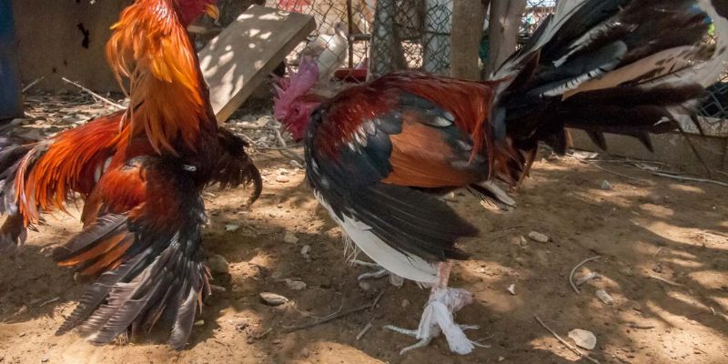 Thuốc Nuôi Gà Đá Của Mỹ Chính Hãng Đỉnh Nhất 2025 Tại Jun88