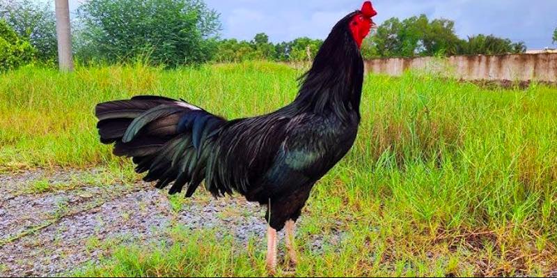 Top giống gà đá cựa sắt mạnh nhất – Bí kíp chọn chiến kê đỉnh cao
