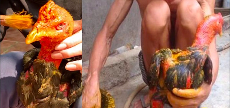 Vào nghệ cho gà đòn: Bí quyết giúp gà chiến săn chắc