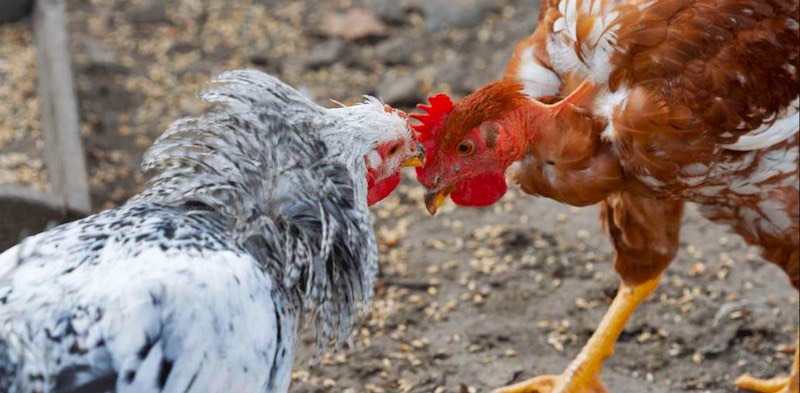 Xem đá gà có bị phạt không? Phân tích chi tiết theo quy định