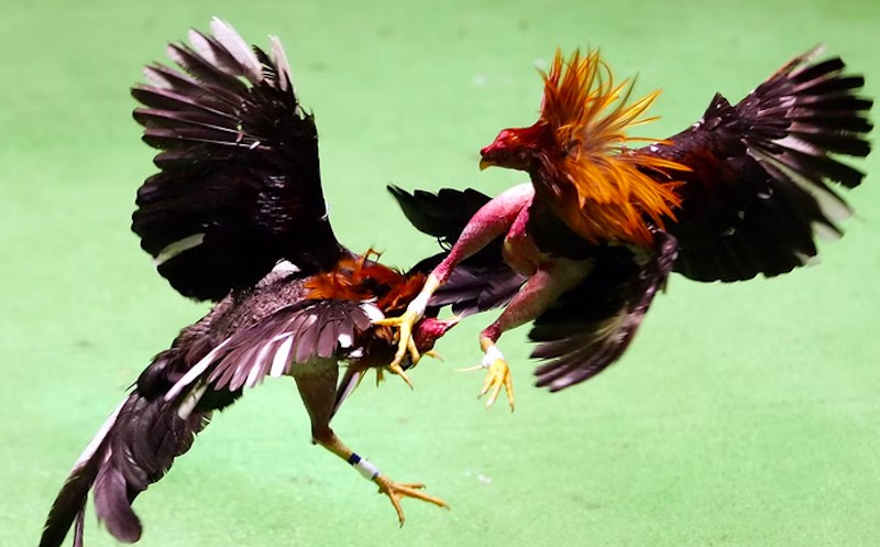 Xem tướng gà chọi – Bí quyết chọn chiến kê chuẩn xác nhất