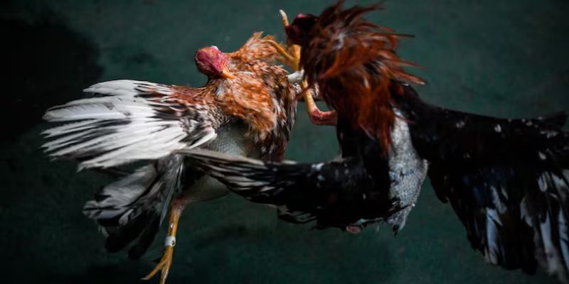 Đá Gà Cựa Dao Trực Tiếp – Full HD Khốc Liệt Nhất Tại Jun88