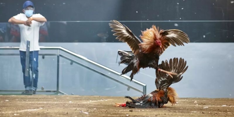 Đá Gà Online – Xem Trực Tiếp Full HD Hot Nhất Tại Jun88